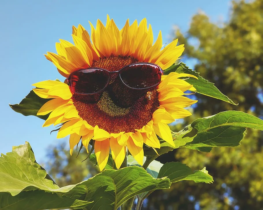 Protección solar Gafas de Sol y Salud 1 Protección Solar y Salud Ocular